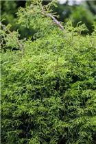 Chamaecyparis obtusa - Muschelzypresse