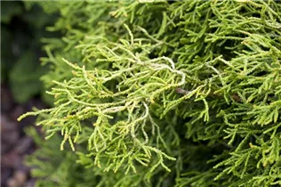 Chamaecyparis obtusa - Muschelzypresse