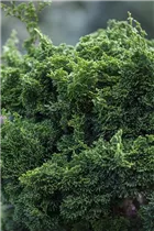 Chamaecyparis obtusa - Muschelzypresse