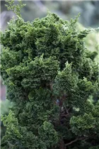 Chamaecyparis obtusa - Muschelzypresse