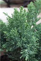 Chamaecyparis obtusa 'Drath' - Zwergzypresse 'Drath' Chamaecyparis obtusa 'Drath' - Zwergzypresse 'Drath'