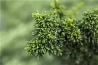Chamaecyparis obtusa 'Chirimen' - Hinoki-Scheinzypresse 'Chirimen'