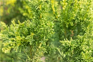 Chamaecyparis obtusa 'Drath' - Zwergzypresse 'Drath' Chamaecyparis obtusa 'Drath' - Zwergzypresse 'Drath'