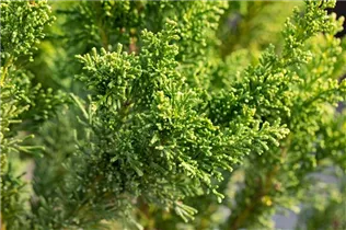 Chamaecyparis obtusa 'Drath' - Zwergzypresse 'Drath' Chamaecyparis obtusa 'Drath' - Zwergzypresse 'Drath'