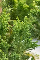 Chamaecyparis obtusa 'Drath' - Zwergzypresse 'Drath' Chamaecyparis obtusa 'Drath' - Zwergzypresse 'Drath'
