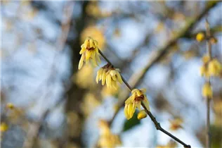 Chimonanthus praecox - Winterblüte Chimonanthus praecox - Winterblüte