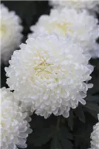 Chrysanthemum indicum 'Snowdon White' - Schnitt-Chrysantheme Chrysanthemum indicum 'Snowdon White' - Schnitt-Chrysantheme