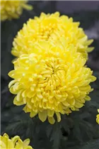 Chrysanthemum indicum 'Snowdon Yellow' - Schnitt-Chrysantheme
