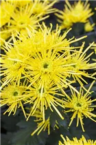 Chrysanthemum indicum 'Spider' - Herbst-Chrysantheme 'Spider' Chrysanthemum indicum 'Spider' - Herbst-Chrysantheme 'Spider'