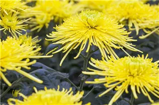 Chrysanthemum indicum 'Spider' - Herbst-Chrysantheme 'Spider' Chrysanthemum indicum 'Spider' - Herbst-Chrysantheme 'Spider'