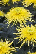 Chrysanthemum indicum 'Spider' - Herbst-Chrysantheme 'Spider' Chrysanthemum indicum 'Spider' - Herbst-Chrysantheme 'Spider'
