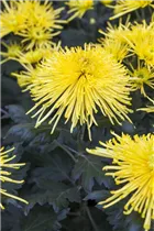 Chrysanthemum indicum 'Spider' - Herbst-Chrysantheme 'Spider' Chrysanthemum indicum 'Spider' - Herbst-Chrysantheme 'Spider'