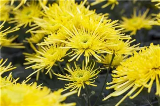 Chrysanthemum indicum 'Spider' - Herbst-Chrysantheme 'Spider' Chrysanthemum indicum 'Spider' - Herbst-Chrysantheme 'Spider'