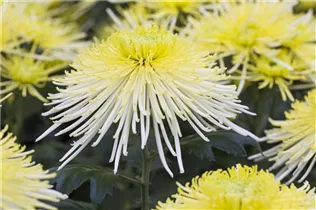 Chrysanthemum indicum 'Spider' - Herbst-Chrysantheme 'Spider' Chrysanthemum indicum 'Spider' - Herbst-Chrysantheme 'Spider'