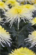 Chrysanthemum indicum 'Spider' - Herbst-Chrysantheme 'Spider' Chrysanthemum indicum 'Spider' - Herbst-Chrysantheme 'Spider'