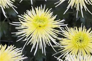 Chrysanthemum indicum 'Spider' - Herbst-Chrysantheme 'Spider' Chrysanthemum indicum 'Spider' - Herbst-Chrysantheme 'Spider'