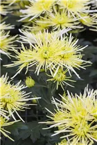 Chrysanthemum indicum 'Spider' - Herbst-Chrysantheme 'Spider' Chrysanthemum indicum 'Spider' - Herbst-Chrysantheme 'Spider'