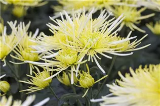 Chrysanthemum indicum 'Spider' - Herbst-Chrysantheme 'Spider' Chrysanthemum indicum 'Spider' - Herbst-Chrysantheme 'Spider'