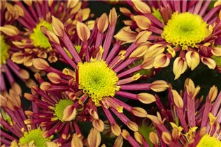 Chrysanthemum indicum 'Splash' - Chrysanthemum indicum 'Splash'