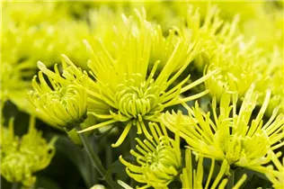 Chrysanthemum indicum 'Splash' - Chrysanthemum indicum 'Splash'