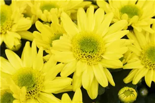 Chrysanthemum indicum 'Splash' - Chrysanthemum indicum 'Splash'