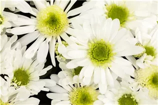 Chrysanthemum indicum 'Splash' - Chrysanthemum indicum 'Splash'