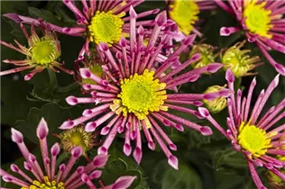 Chrysanthemum indicum 'Splash' - Chrysanthemum indicum 'Splash'
