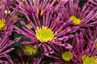 Chrysanthemum indicum 'Splash' - Chrysanthemum indicum 'Splash'