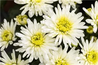Chrysanthemum indicum 'Splash' - Chrysanthemum indicum 'Splash'