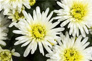 Chrysanthemum indicum 'Splash' - Chrysanthemum indicum 'Splash'