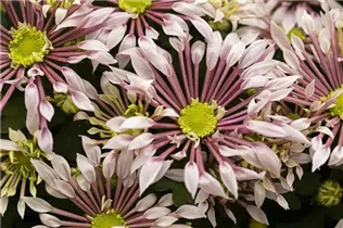 Chrysanthemum indicum 'Splash' - Chrysanthemum indicum 'Splash'
