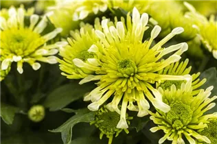 Chrysanthemum indicum 'Splash' - Chrysanthemum indicum 'Splash'