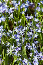 Chionodoxa forbesii - Schneeglanz