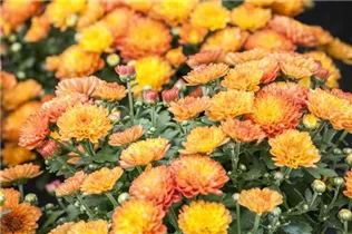 Chrysanthemum multiflora - Multiflora-Chrysantheme