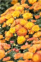 Chrysanthemum multiflora - Multiflora-Chrysantheme