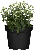 Chrysanthemum multiflora - Multiflora-Chrysantheme