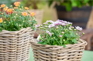 Chrysanthemum multiflora - Multiflora-Chrysantheme