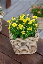 Chrysanthemum multiflora - Multiflora-Chrysantheme