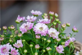 Chrysanthemum multiflora - Multiflora-Chrysantheme