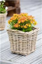 Chrysanthemum multiflora - Multiflora-Chrysantheme