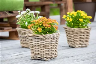 Chrysanthemum multiflora - Multiflora-Chrysantheme