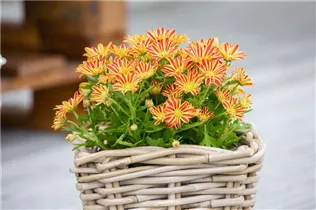Chrysanthemum multiflora - Multiflora-Chrysantheme