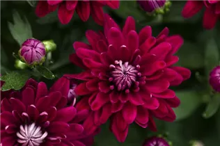 Chrysanthemum 'Mystic Mums' - Garten-Chrysantheme 'Mystic Mums' Chrysanthemum 'Mystic Mums' - Garten-Chrysantheme 'Mystic Mums'