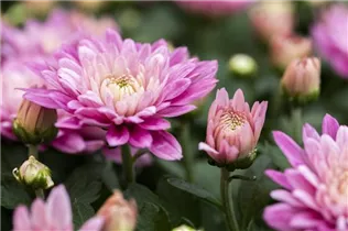 Chrysanthemum 'Mystic Mums' - Garten-Chrysantheme 'Mystic Mums' Chrysanthemum 'Mystic Mums' - Garten-Chrysantheme 'Mystic Mums'