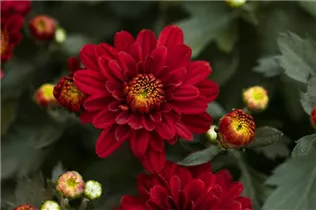Chrysanthemum 'Mystic Mums' - Garten-Chrysantheme 'Mystic Mums' Chrysanthemum 'Mystic Mums' - Garten-Chrysantheme 'Mystic Mums'
