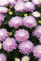 Chrysanthemum 'Mystic Mums' - Garten-Chrysantheme 'Mystic Mums' Chrysanthemum 'Mystic Mums' - Garten-Chrysantheme 'Mystic Mums'