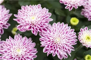 Chrysanthemum 'Mystic Mums' - Garten-Chrysantheme 'Mystic Mums' Chrysanthemum 'Mystic Mums' - Garten-Chrysantheme 'Mystic Mums'