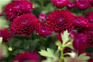 Chrysanthemum 'Mystic Mums' - Garten-Chrysantheme 'Mystic Mums' Chrysanthemum 'Mystic Mums' - Garten-Chrysantheme 'Mystic Mums'