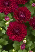 Chrysanthemum 'Mystic Mums' - Garten-Chrysantheme 'Mystic Mums' Chrysanthemum 'Mystic Mums' - Garten-Chrysantheme 'Mystic Mums'