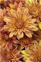 Chrysanthemum Mystic Mums 'Sunbeam Orange' - Chrysantheme Mystic Mums 'Sunbeam Orange'